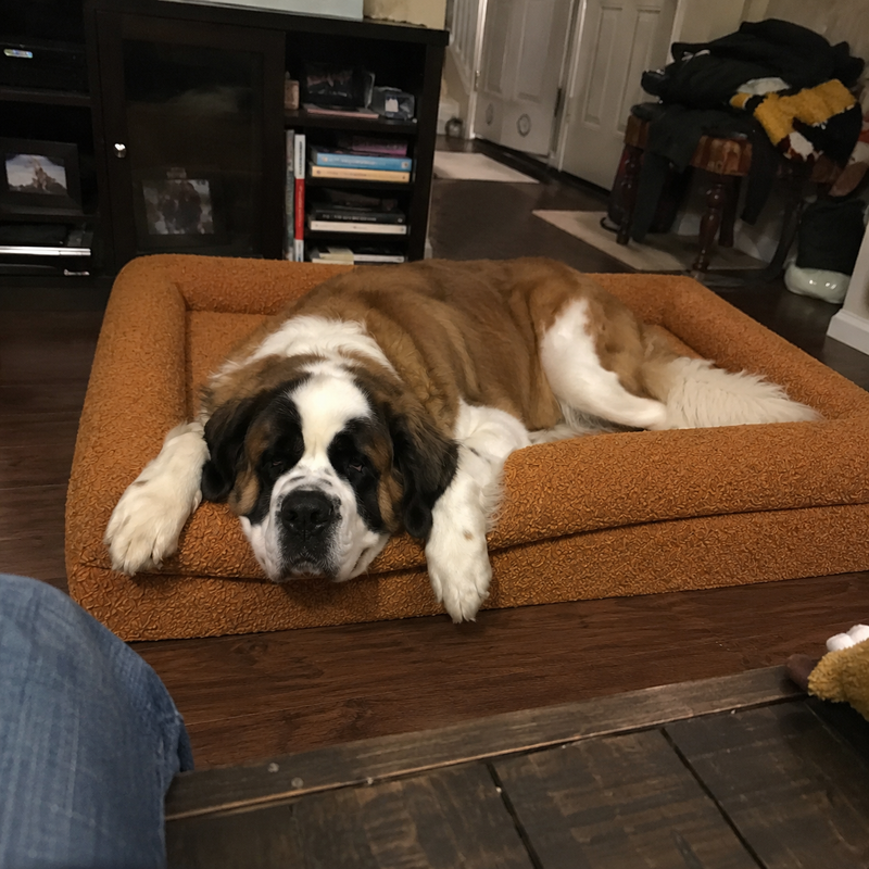 Happy Fetch & Co. customer